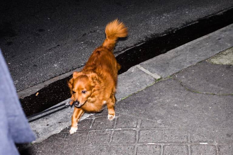Cão vaga por ruas na Coreia do Sul à espera da família, morta em acidente de avião