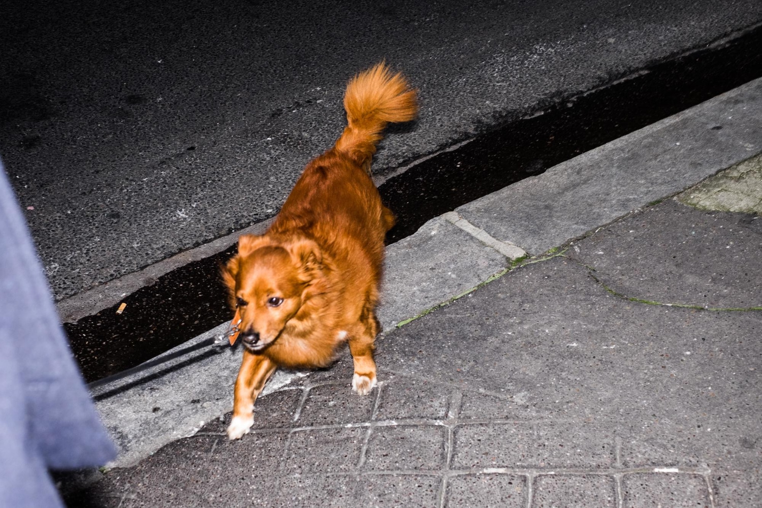 Cão vaga por ruas na Coreia do Sul à espera da família, morta em acidente de avião
